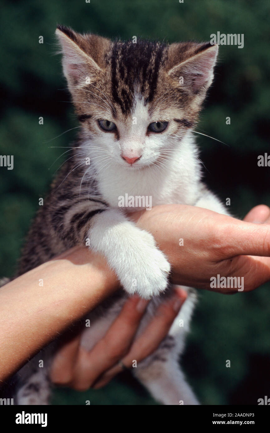 junge Katze wird auf Händen getragen Stock Photo