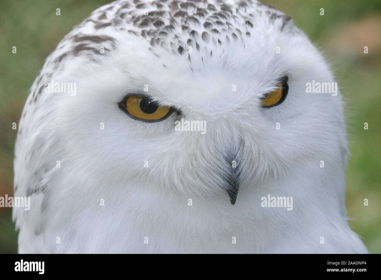 Schneeeule,Nyctea scandiaca,bei Veröffentlichung angeben: Wildpark Alte Fasanerie Klein-Auheim Stock Photo