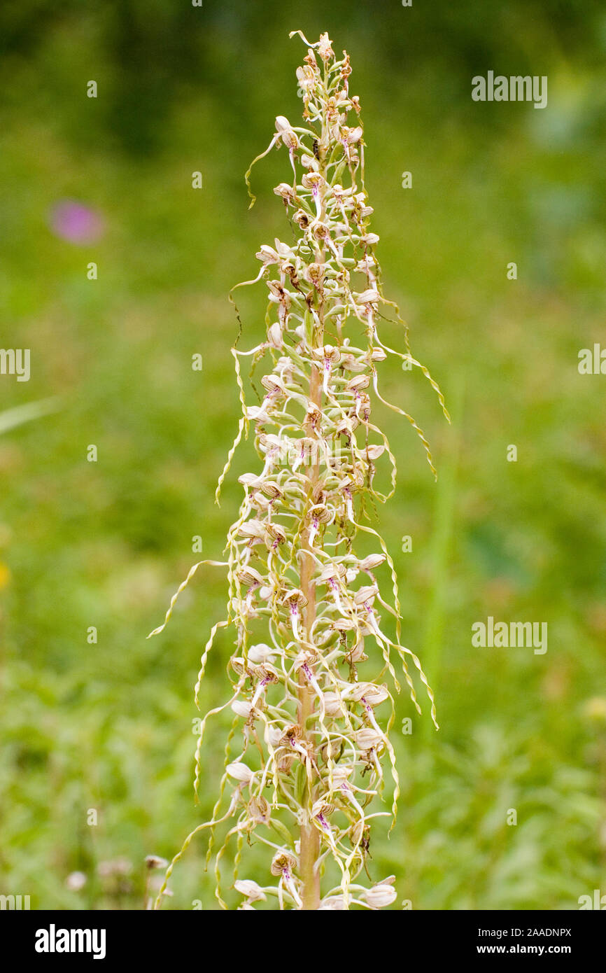 Himantoglossum hircinum,Bocksriemenzunge Stock Photo