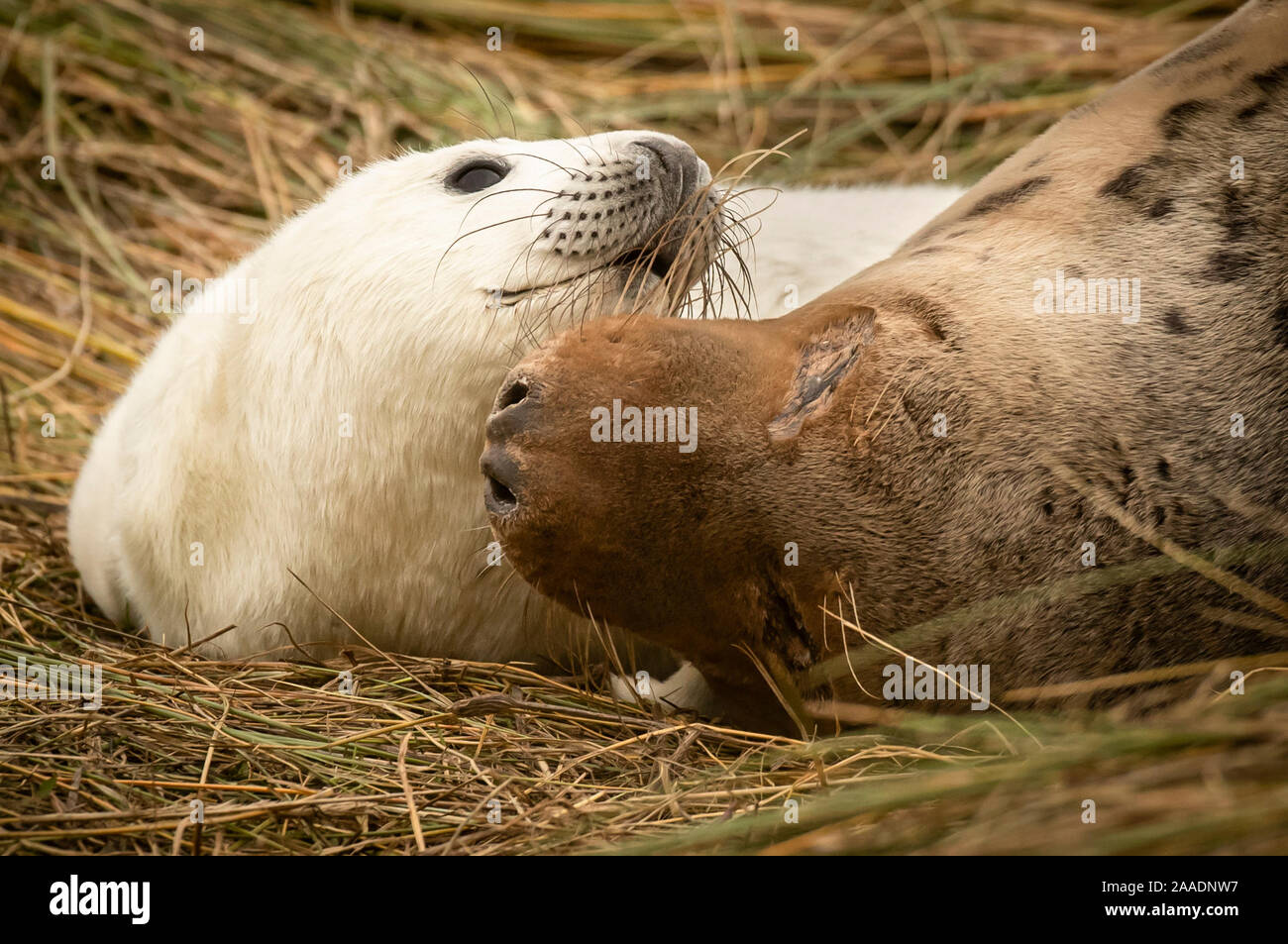 A mother plays with her baby seal pup, as grey seals return to Donna