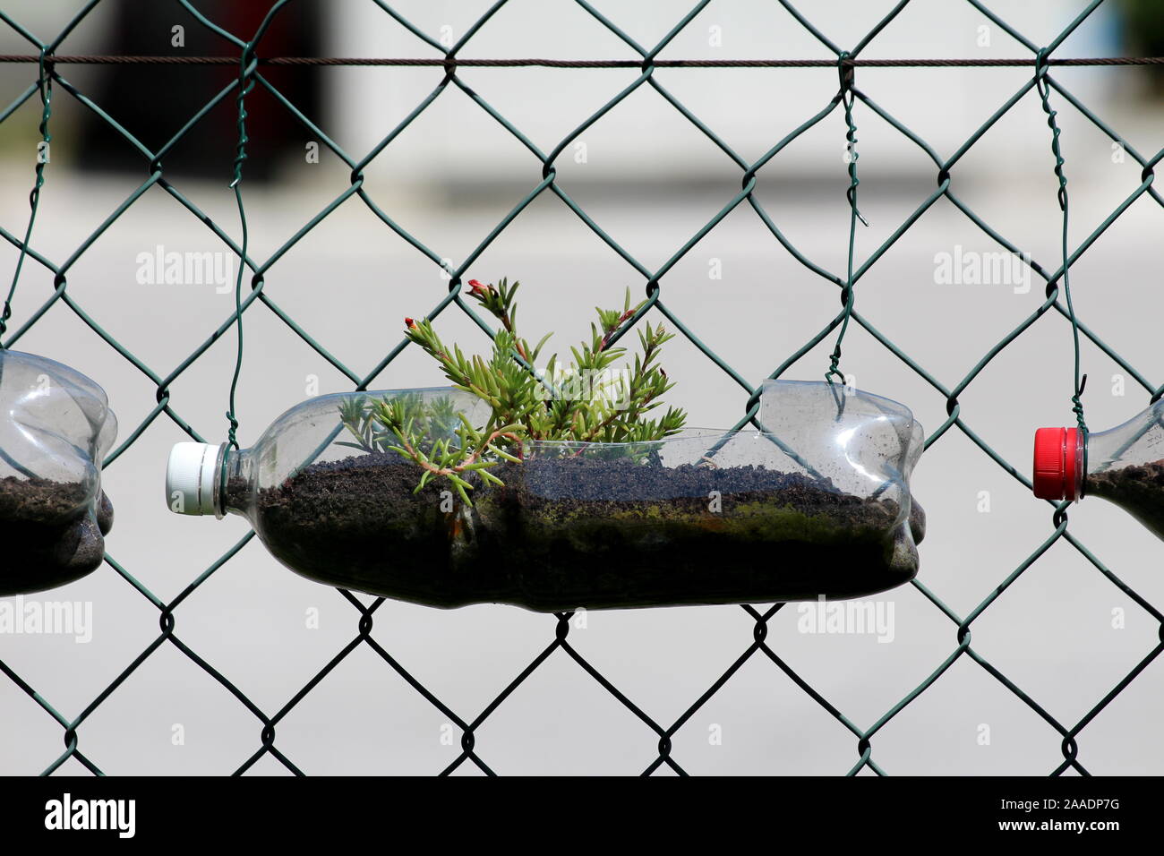 Row of homemade flower pots made from recycled plastic bottles tied to