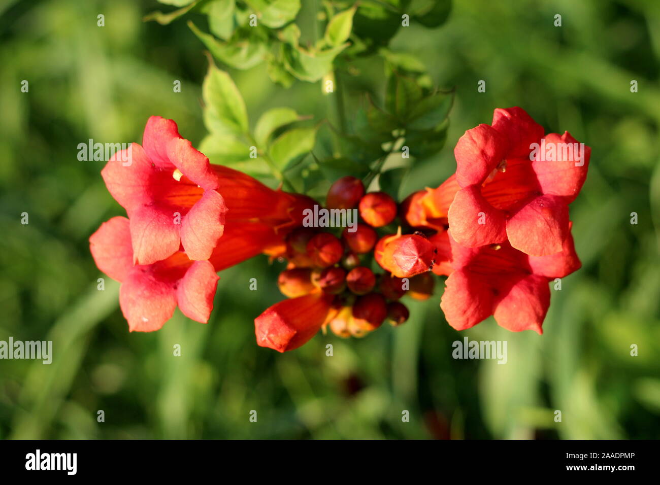 Single branch of Trumpet vine or Campsis radicans or Trumpet creeper or Cow itch vine or Hummingbird vine flowering deciduous woody vine plant Stock Photo