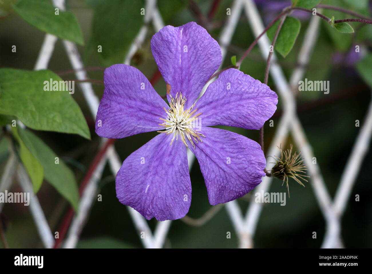 Single Clematis Or Leather Flower Easy Care Perennial Vine Plant Open Blooming Purple Flower With Leathery Petals And Bright Yellow Center Next To Old Stock Photo Alamy