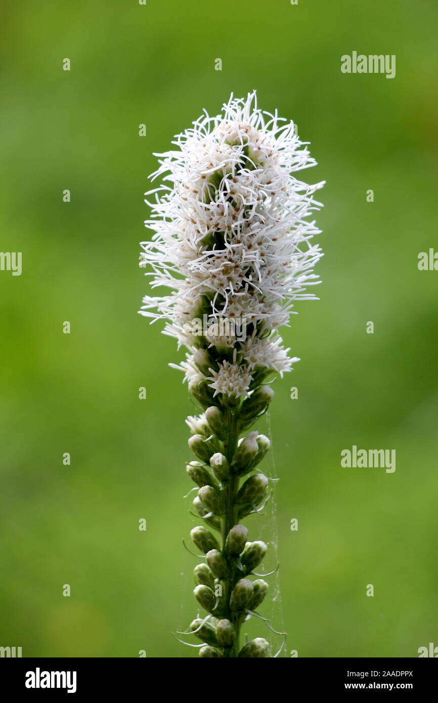Single Dense blazing star or Liatris spicata or Prairie gay feather herbaceous perennial flowering plant with tall spike of white flowers Stock Photo