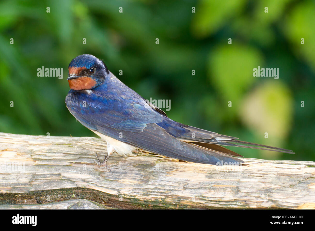 Ordnung Sperlingsvogel Hi res Stock Photography And Images Alamy Ordnung Sperlingsvogel Hi res Stock Photography And Images Alamy