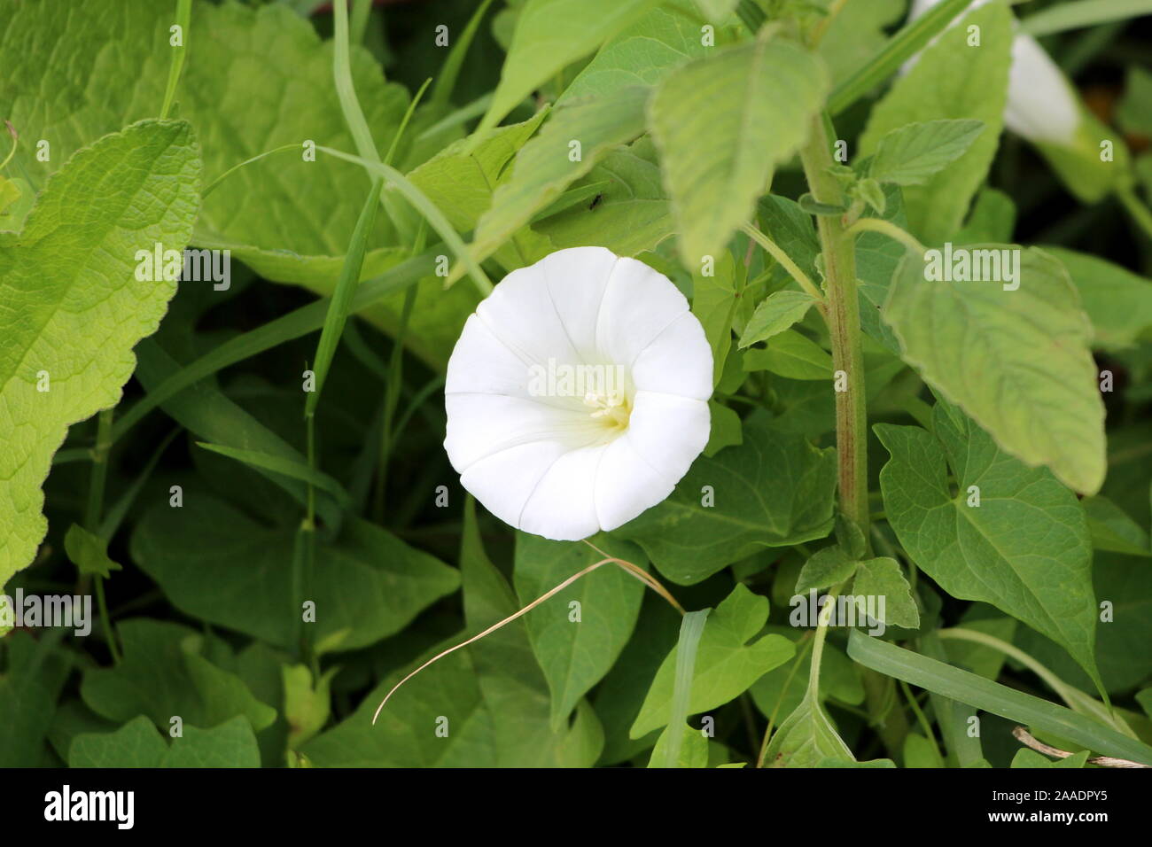Possession Vine High Resolution Stock Photography and Images - Alamy