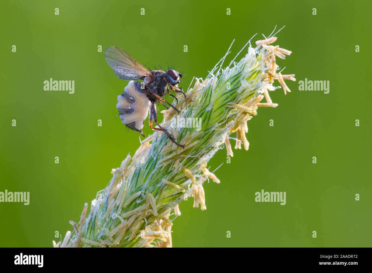 Fliege befallen vom Fliegentöter, Entomophthora muscae, Pilzart aus Ordnung der Fliegentöterpilzartigen (Entomophthorales) Stock Photo