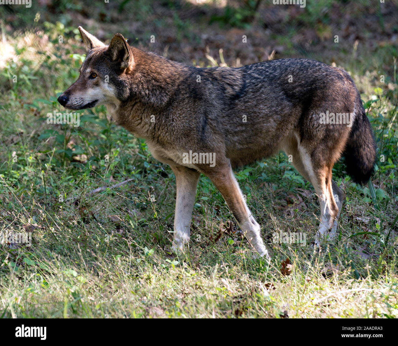 Wolf (Red Wolf) walking in the field with a close up viewing of its body, head, ears, eyes, nose, paws in its environment and surrounding. Stock Photo
