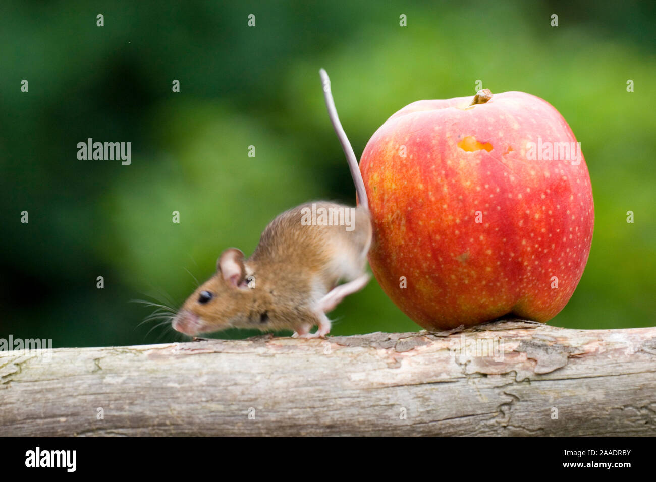 Maus springt vom Apfel, captive Stock Photo