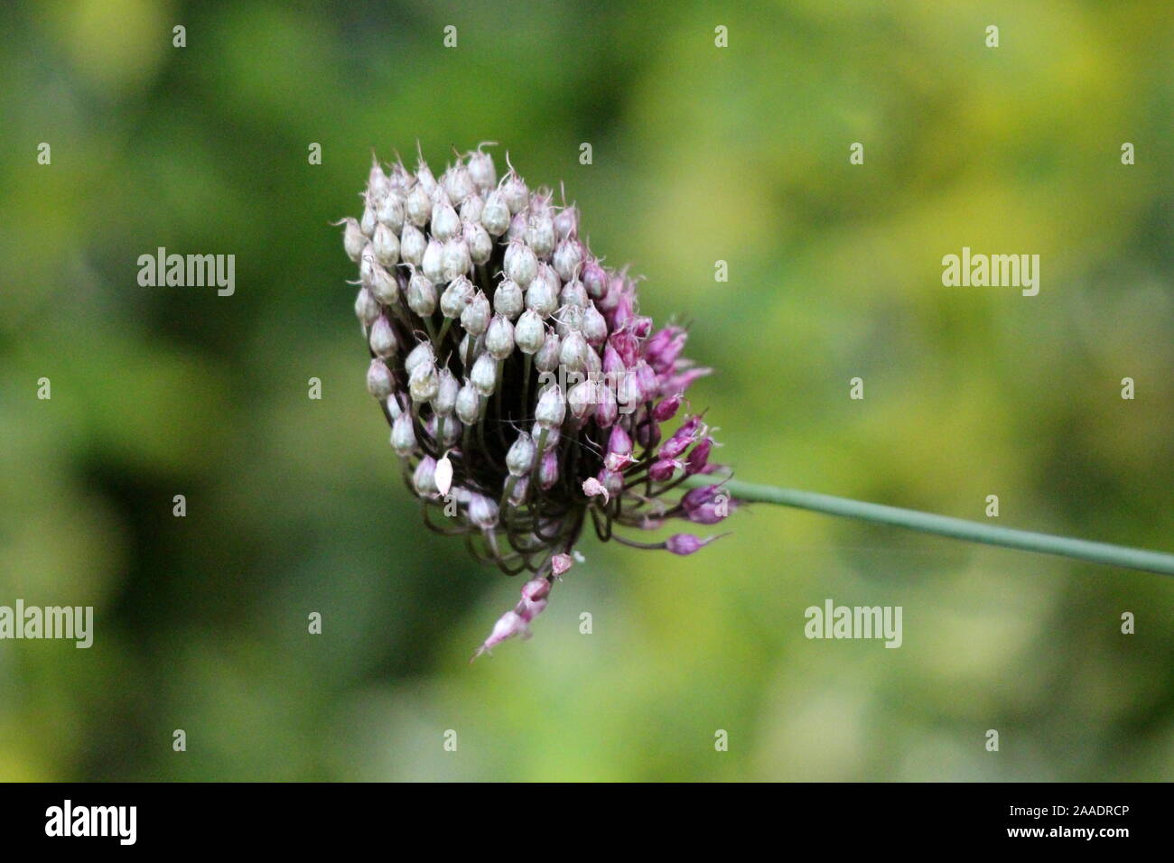 Small Allium or Ornamental onion round flower head composed of dozens of closed star shaped white and light purple flowers growing in local Stock Photo