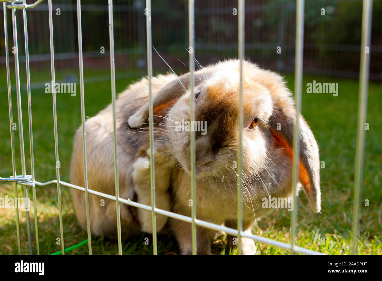 Kaninchen putzt sich Stock Photo