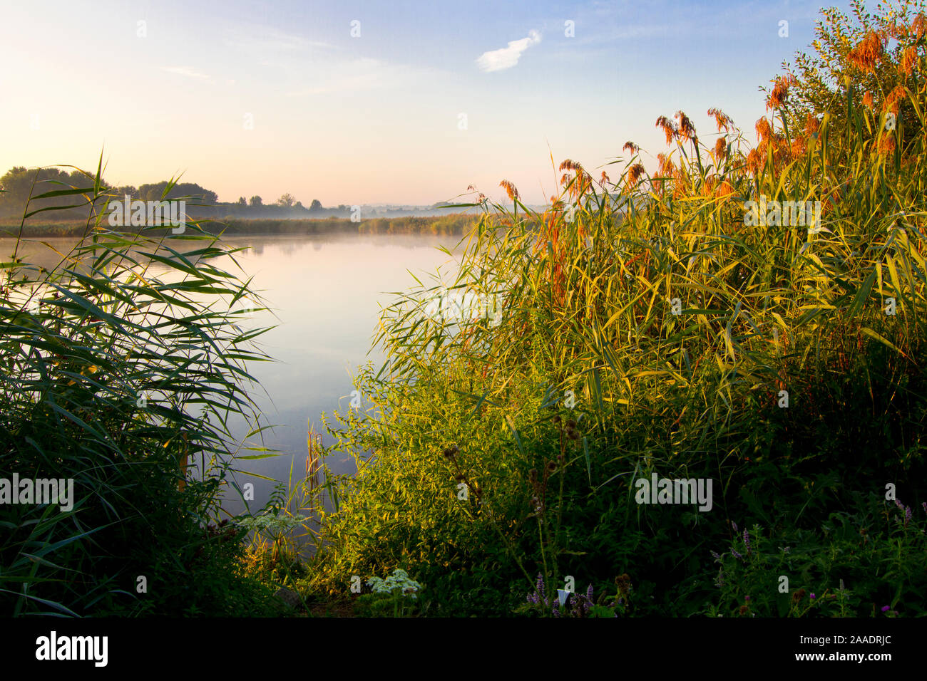 Deutschland,Hessen,Reinheim,NSG Reinheimer Teich Stock Photo Alamy