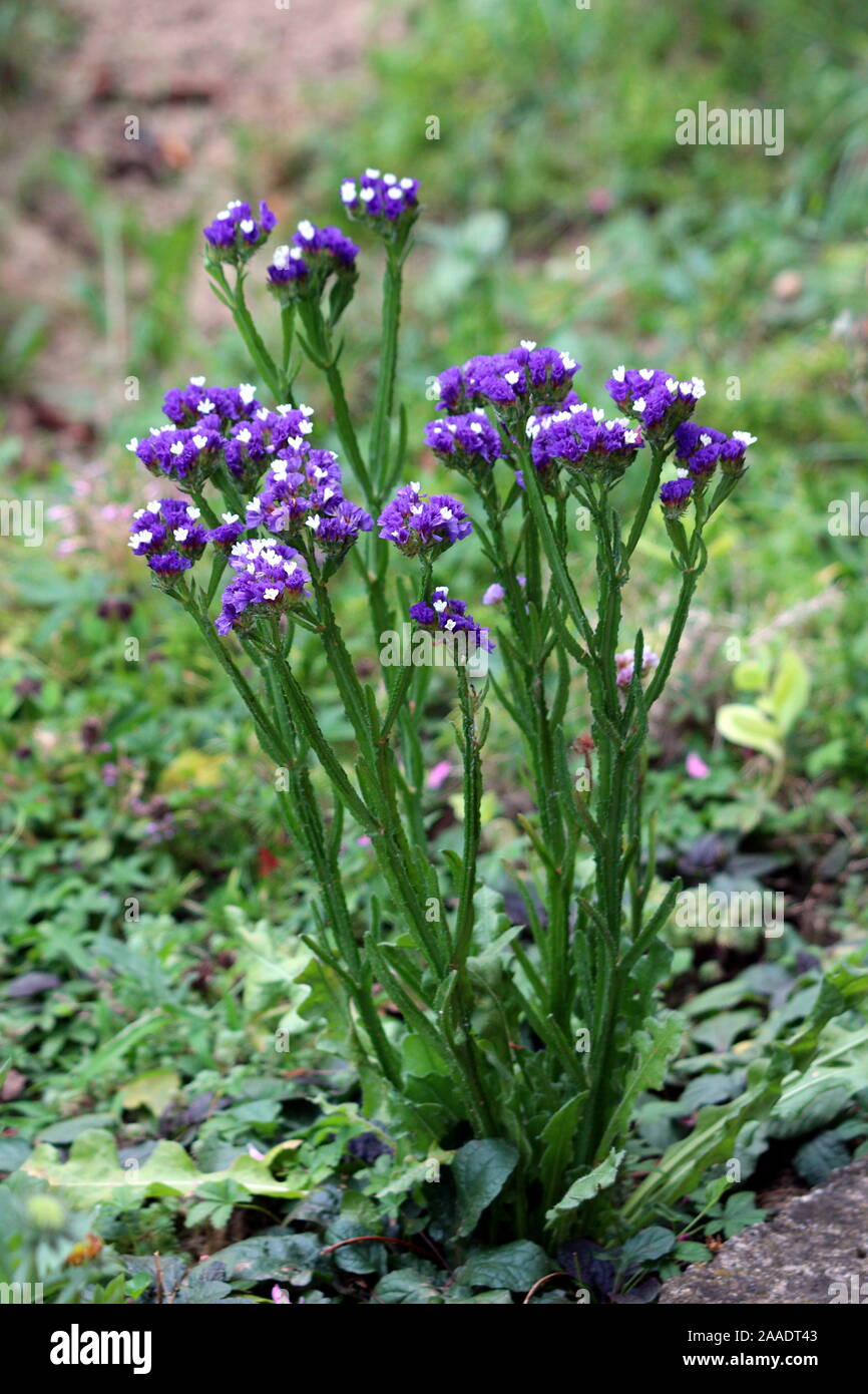 Statice or Limonium sinuatum or Wavyleaf sea lavender or Sea lavender or Notch leaf marsh rosemary or Sea pink short lived perennial plant with small Stock Photo