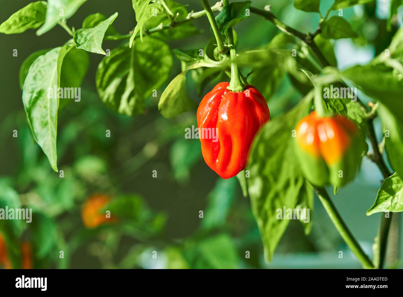 Habanero plant featuring fresh, ripe habanero peppers, ready for picking. Stock Photo