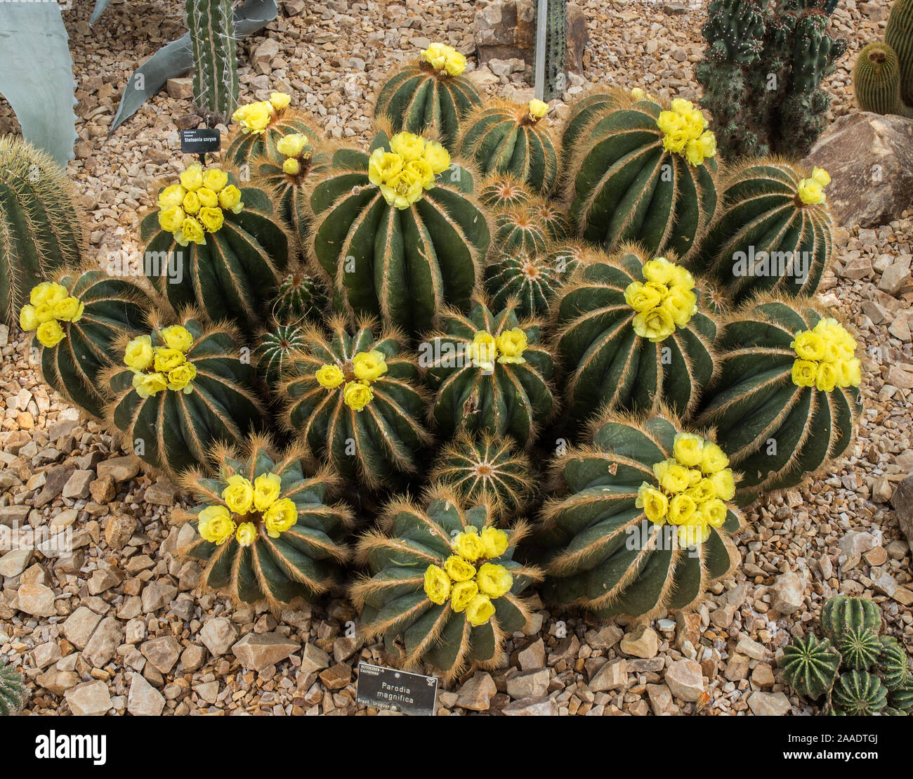 Parodia Magnifica cactus in bloom Stock Photo
