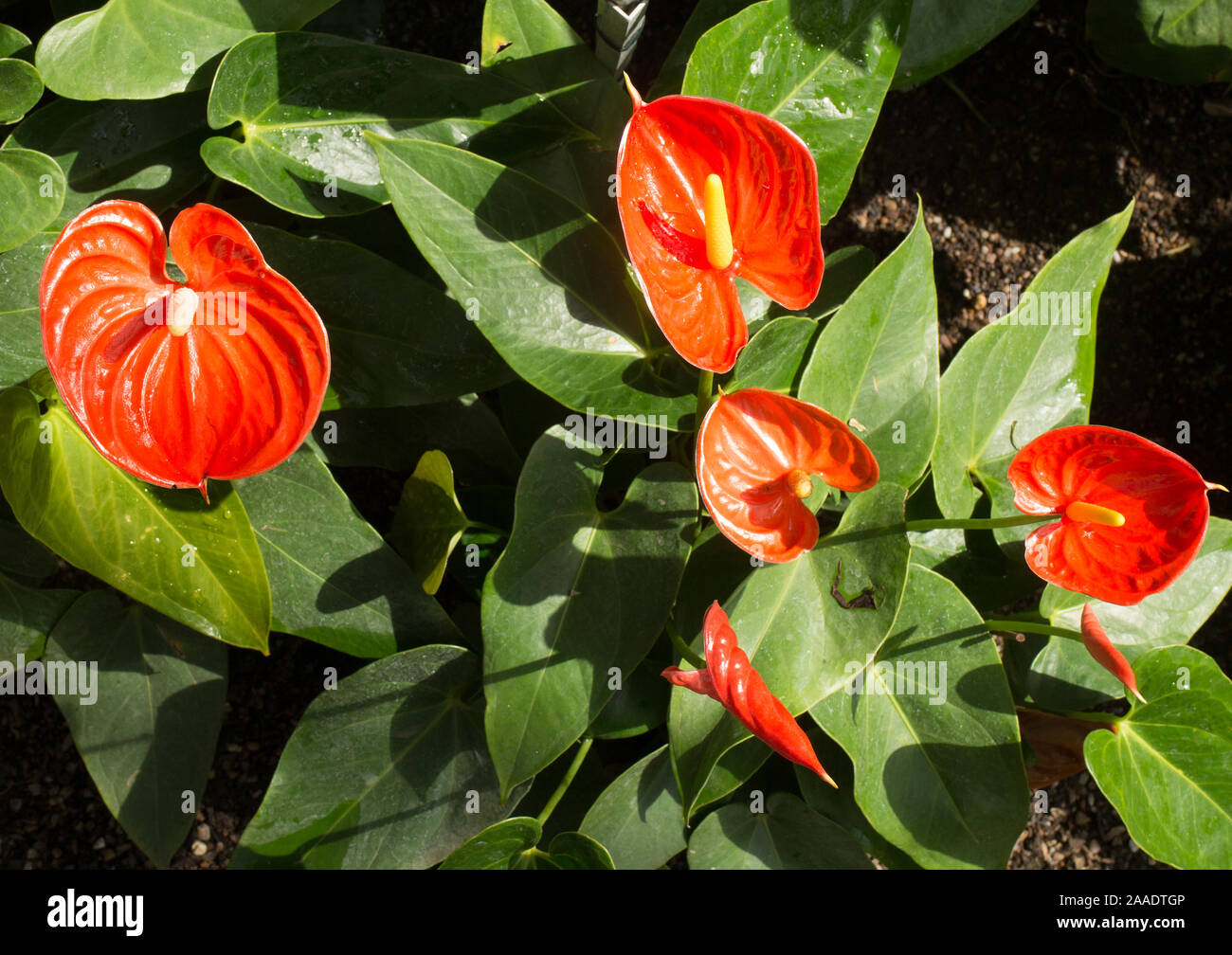 Anthurium andraenum hi-res stock photography and images - Alamy