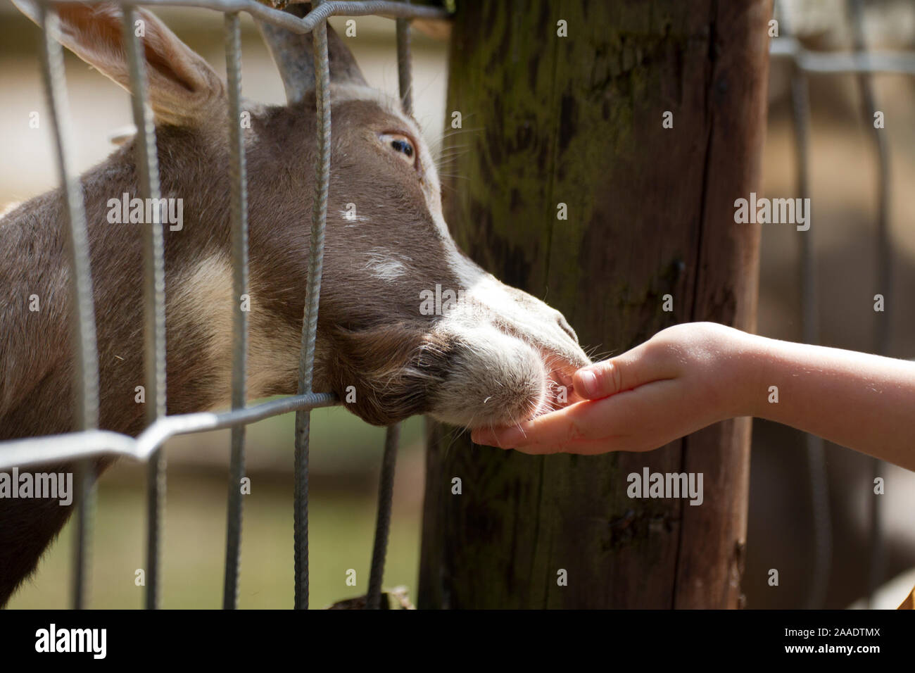 Kinderhand füttert Ziege  (bei Veröffentlichung angeben: Wildpark Alte Fasanerie, Klein-Auheim) Stock Photo