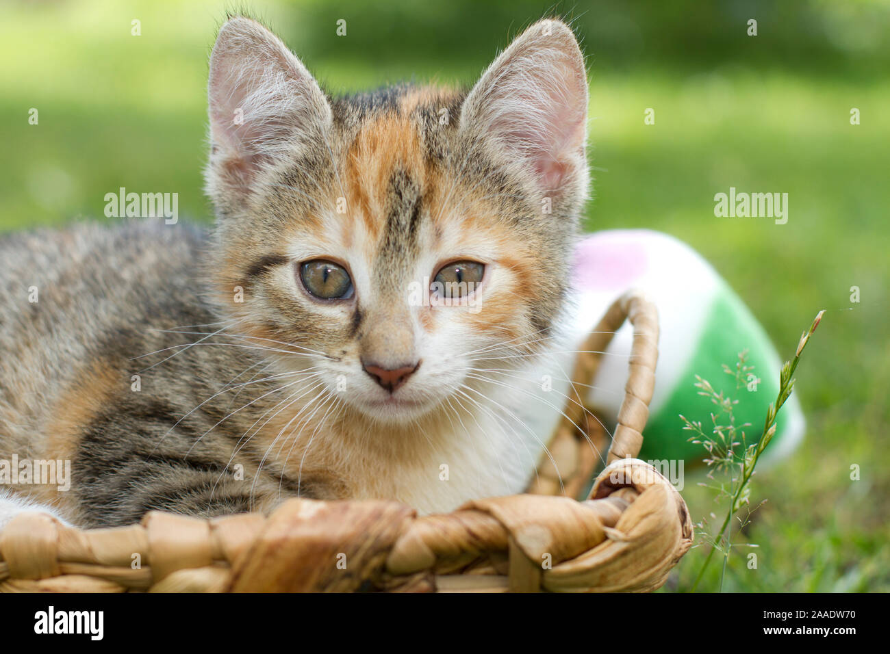 junge Katze Stock Photo