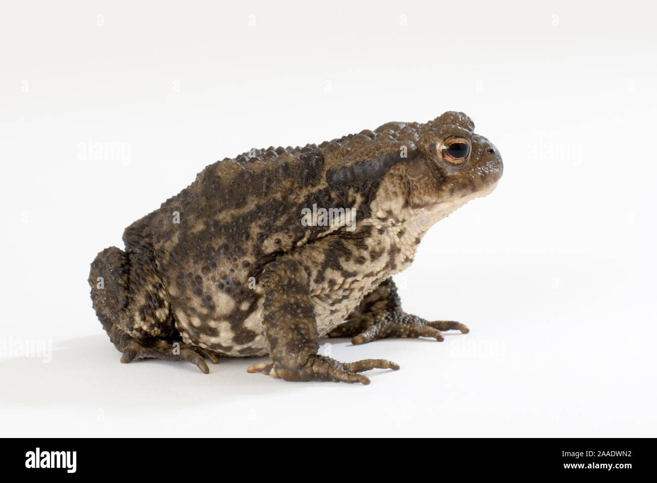 weibliche Erdkröte, Bufo bufo Stock Photo
