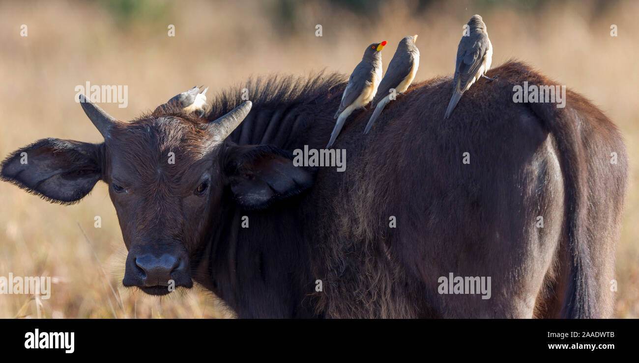 A single African buffalo with Yellow-billed Oxpeckers on it's back, open grassland, landscape format,Ol Pejeta Conservancy, Laikipia, Kenya, Africa Stock Photo