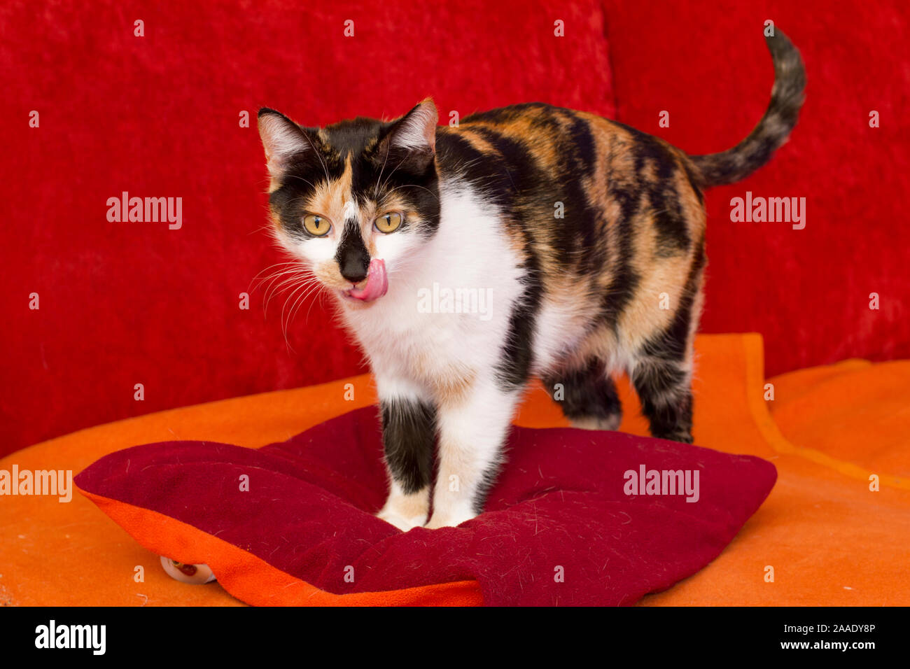 Schildpatt-Katze Stock Photo