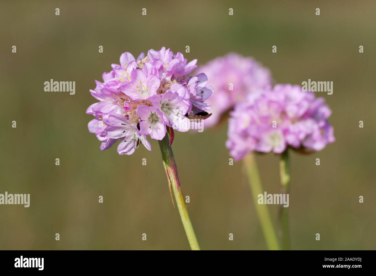 Sandgrasnelke; Armeria elongata;Ordnung Nelkenartige (Caryophyllales