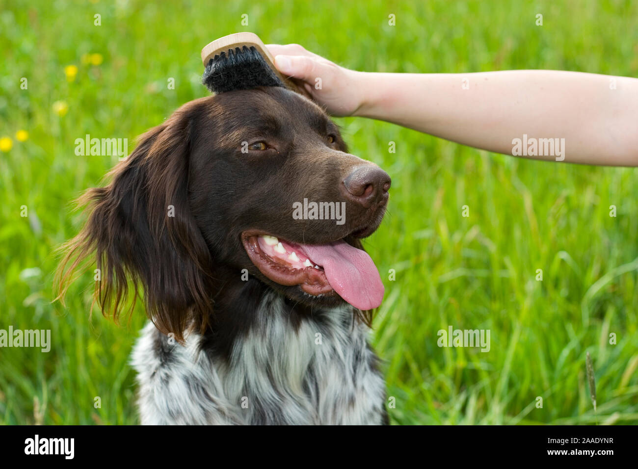 Kleiner Münsterländer Stock Photo