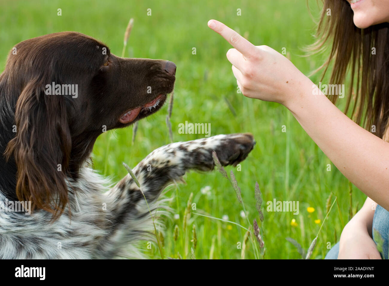 Kleiner Münsterländer erhält Anweisungen Stock Photo