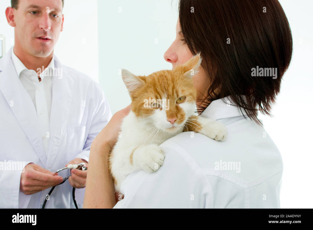 Tierarzt und Assistentin untersuchen Katze (mr) Stock Photo