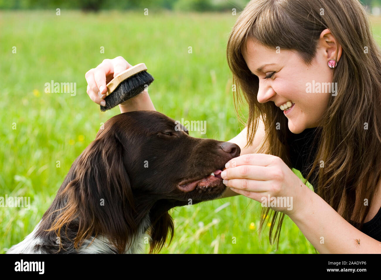 Frau bürstet Hund (mr) Stock Photo