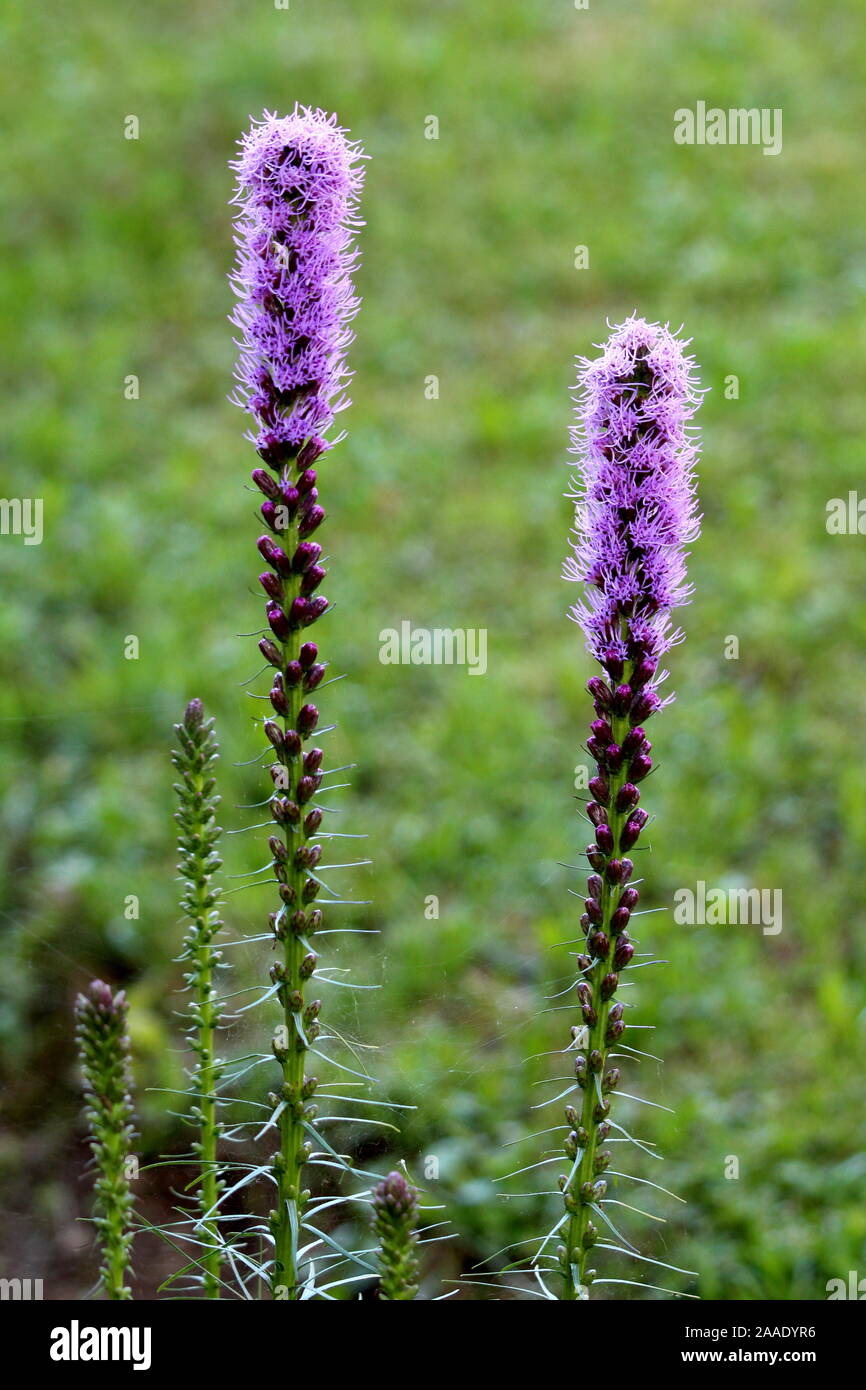 Two tall Dense blazing star or Liatris spicata or Prairie gay feather herbaceous perennial flowering plants with spikes of purple flowers Stock Photo