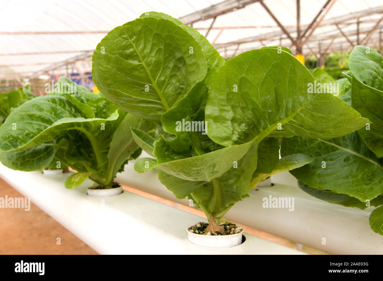 Salatpflanze im Treibhaus Stock Photo
