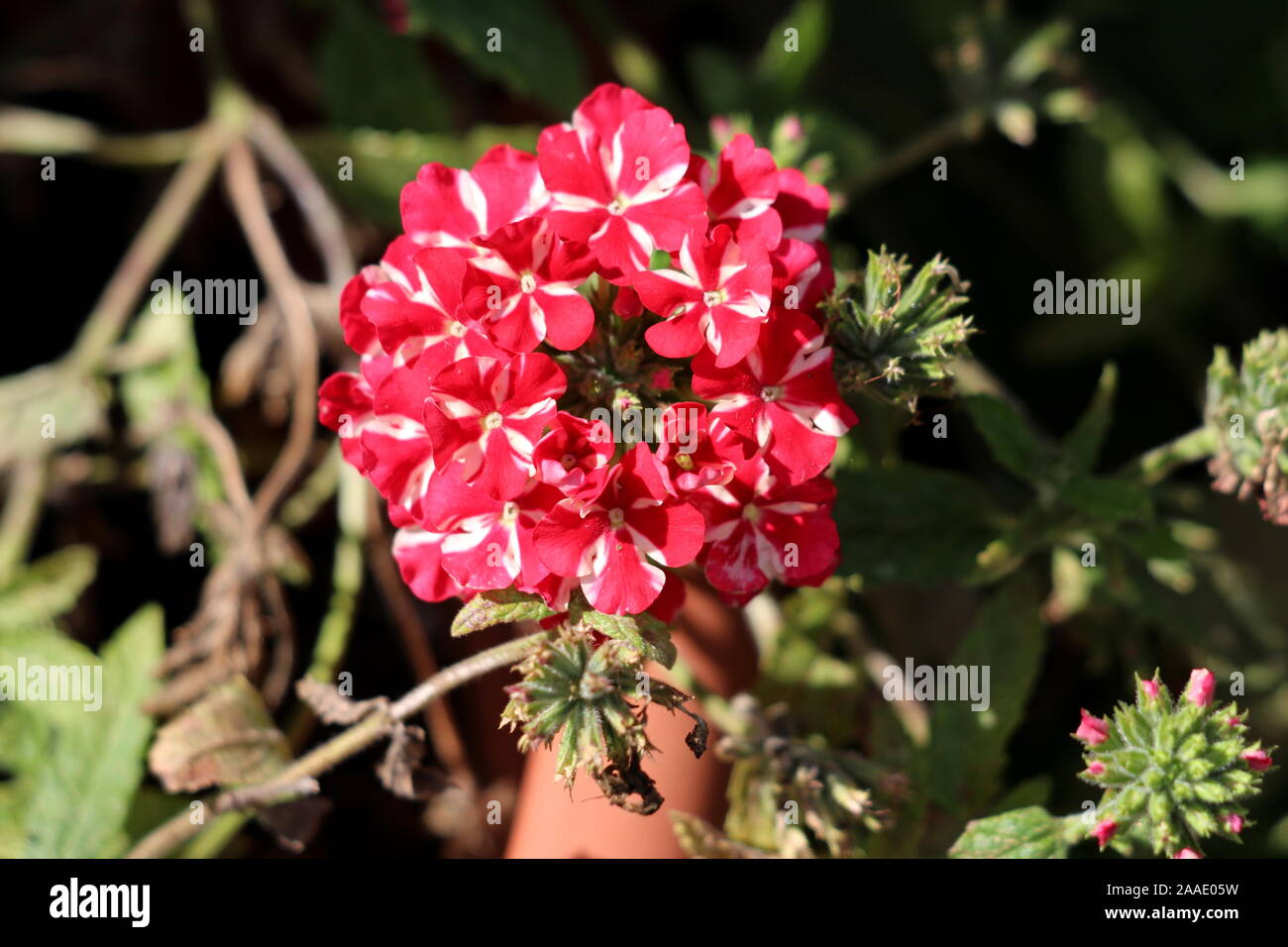 Red Flower Clusters High Resolution Stock Photography and Images Alamy