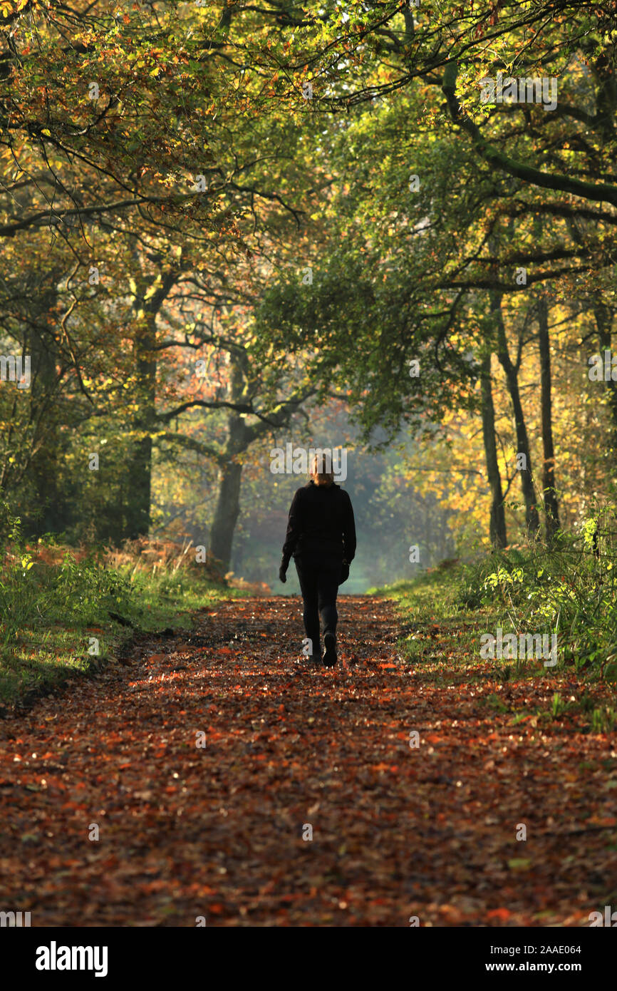 Walking along a woodland path hi-res stock photography and images - Alamy