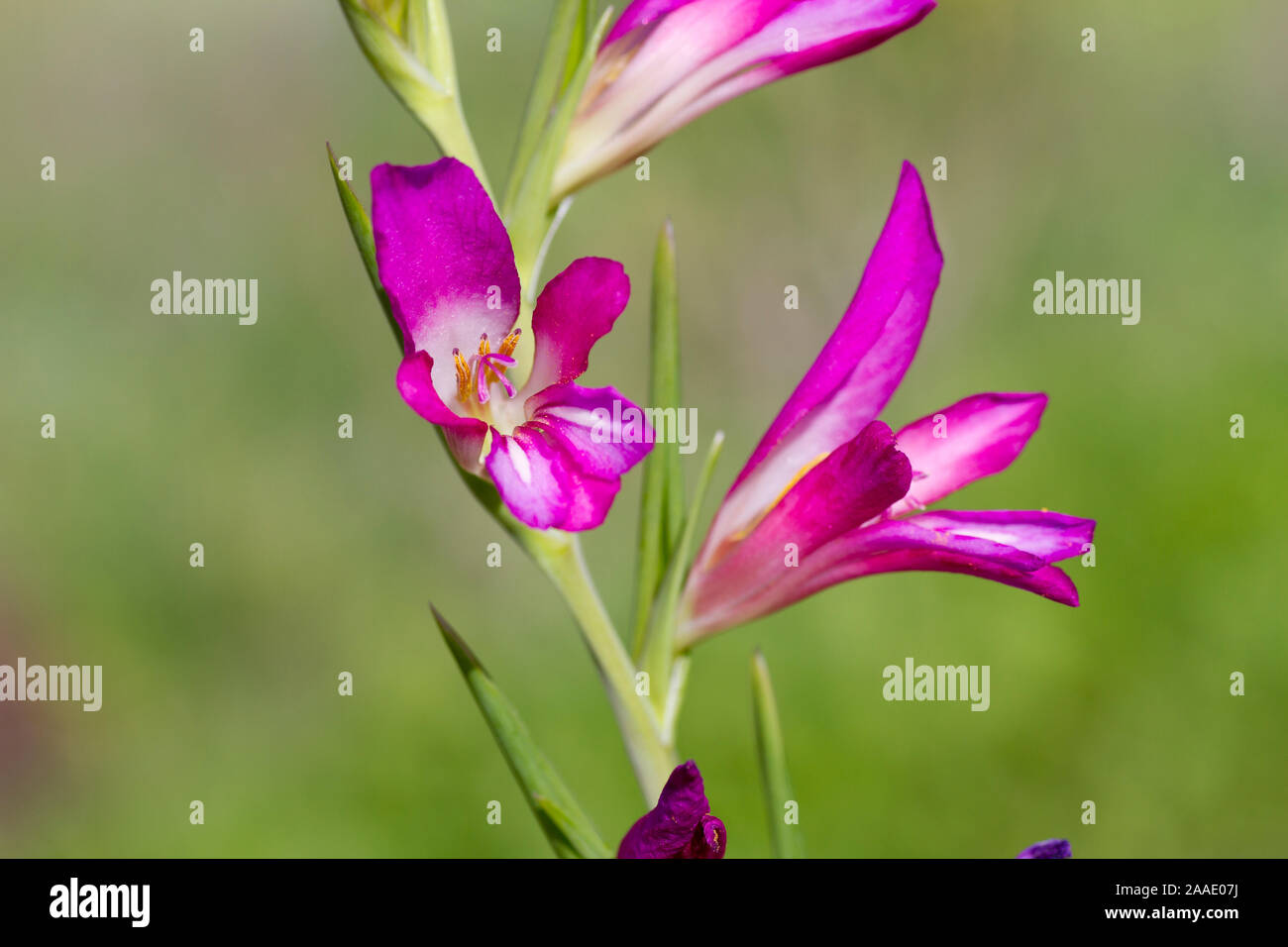 Spanien, LaGomera,Nordosten,Lebensraum der Gladiolus italicus Stock Photo