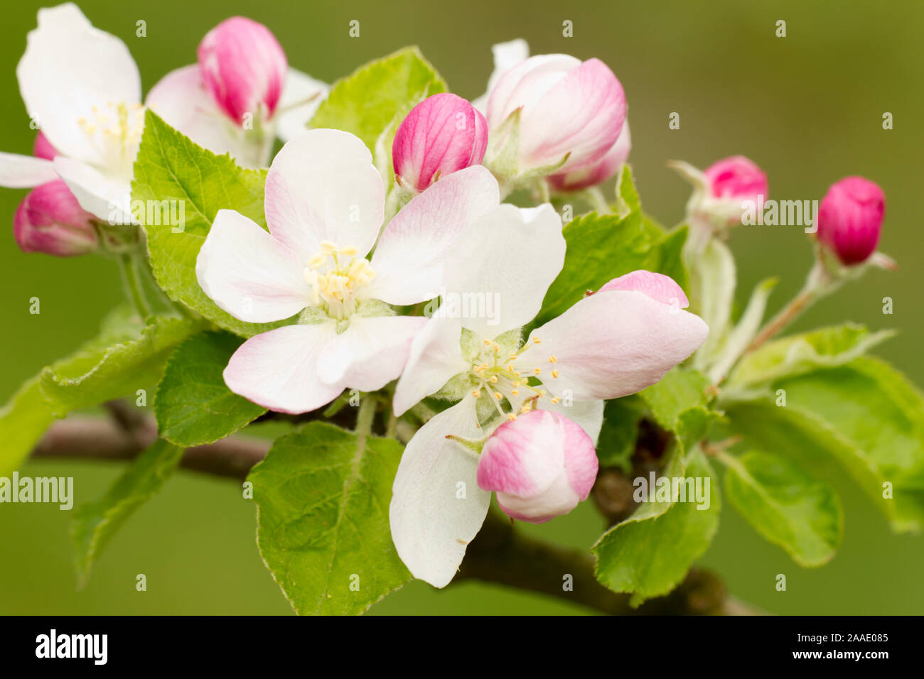 Apfelblüte Elstar Stock Photo