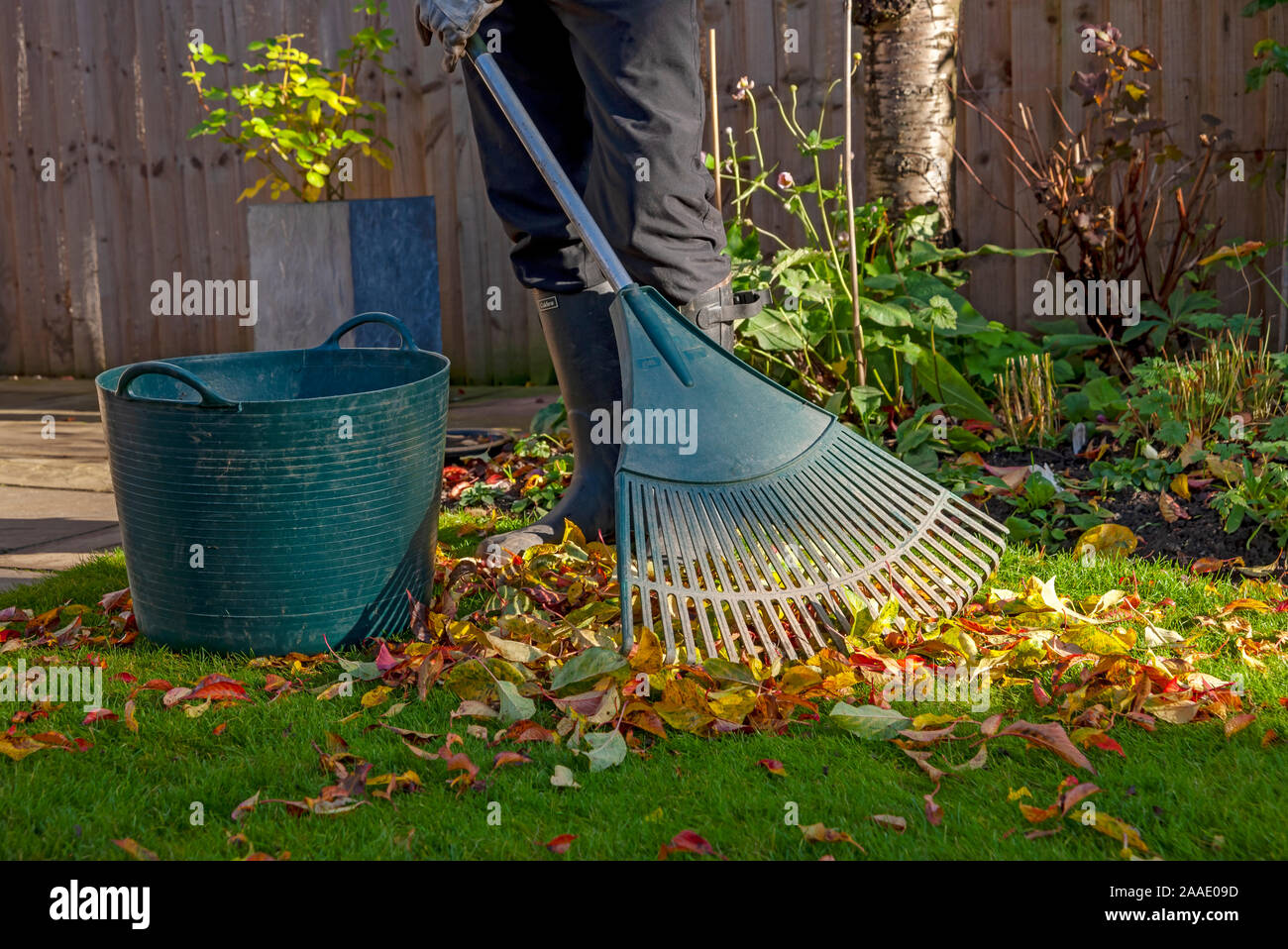 Close up of person man gardener raking sweeping collecting gathering fallen leaves from a grass lawn in the garden in autumn England UK Britain Stock Photo