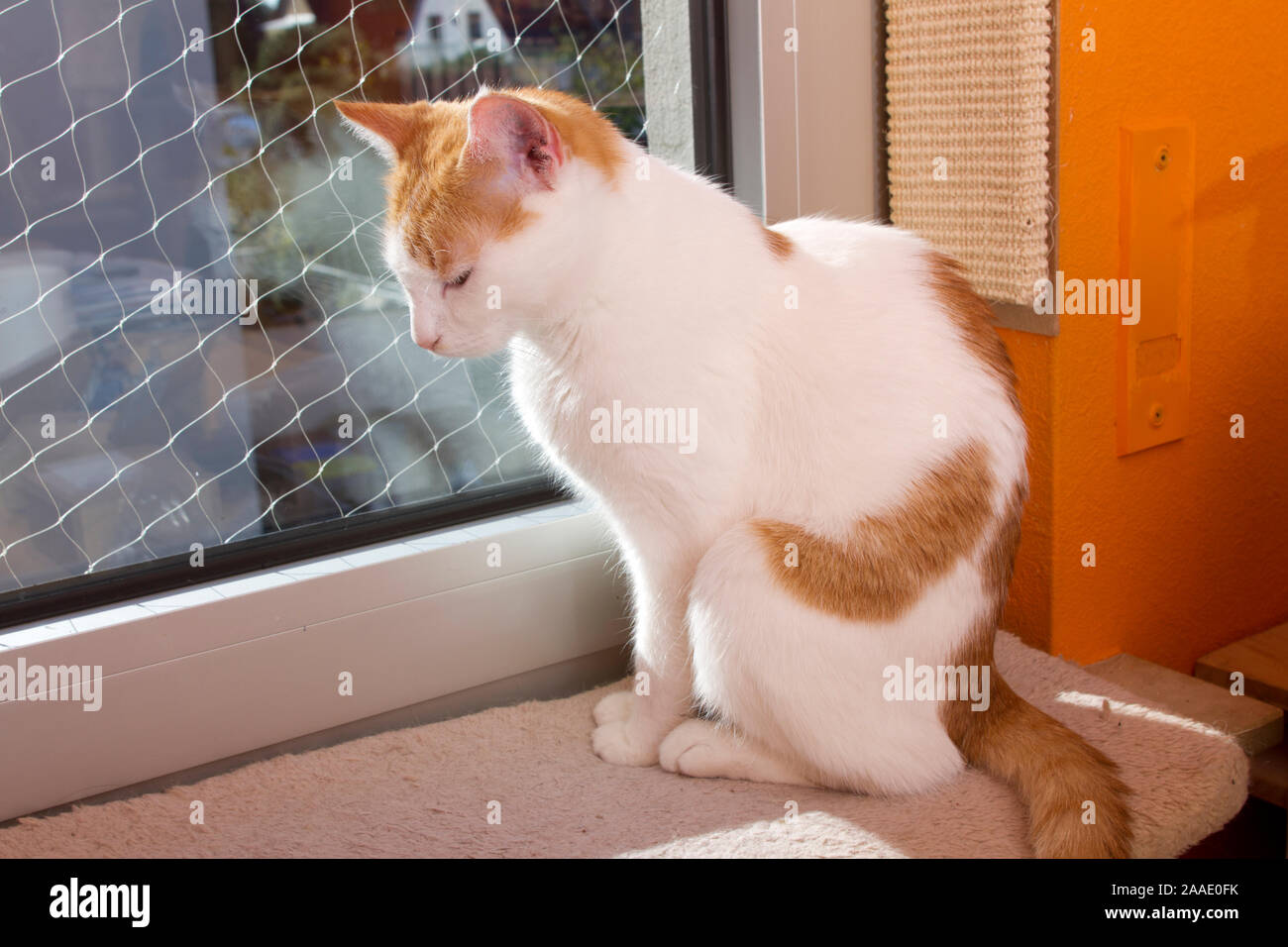 Katze dösend am Fenster Stock Photo