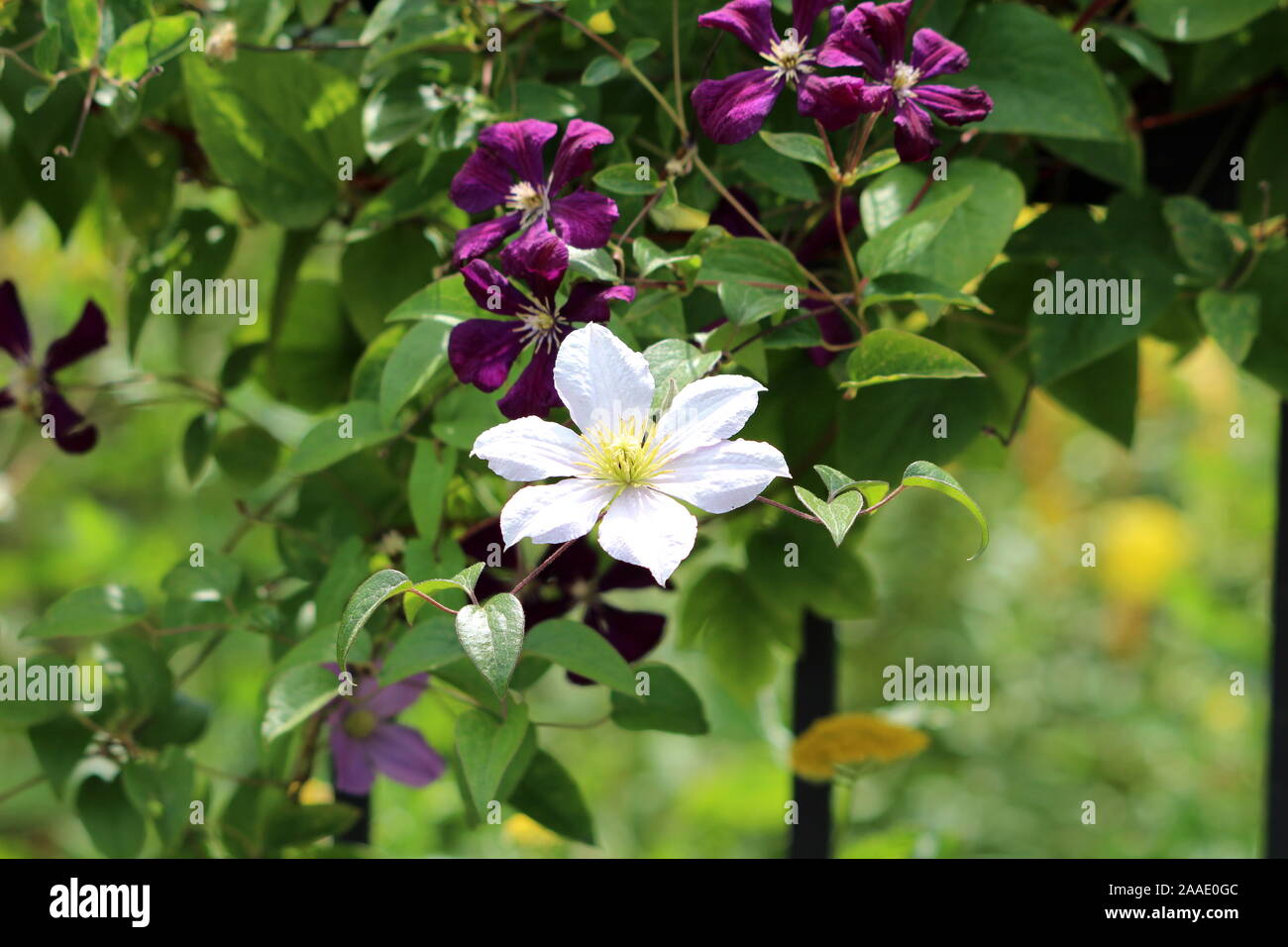 Future Plants By Randy Stewart Pieris