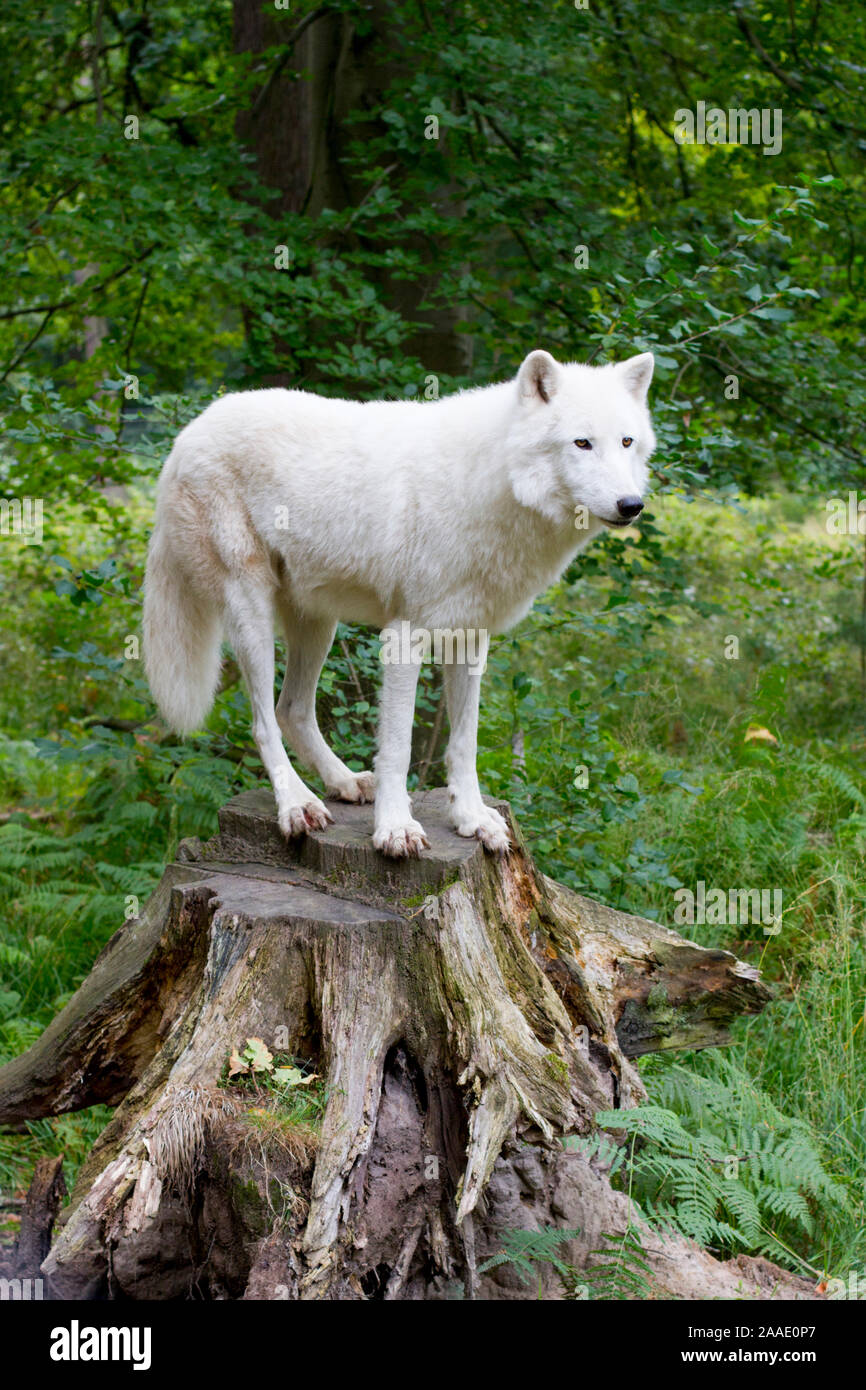 Tundrawolf,Canis lupus albus, bei Veröffentlichung angeben: Wildpark Alte Fasanerie Klein-Auheim Stock Photo