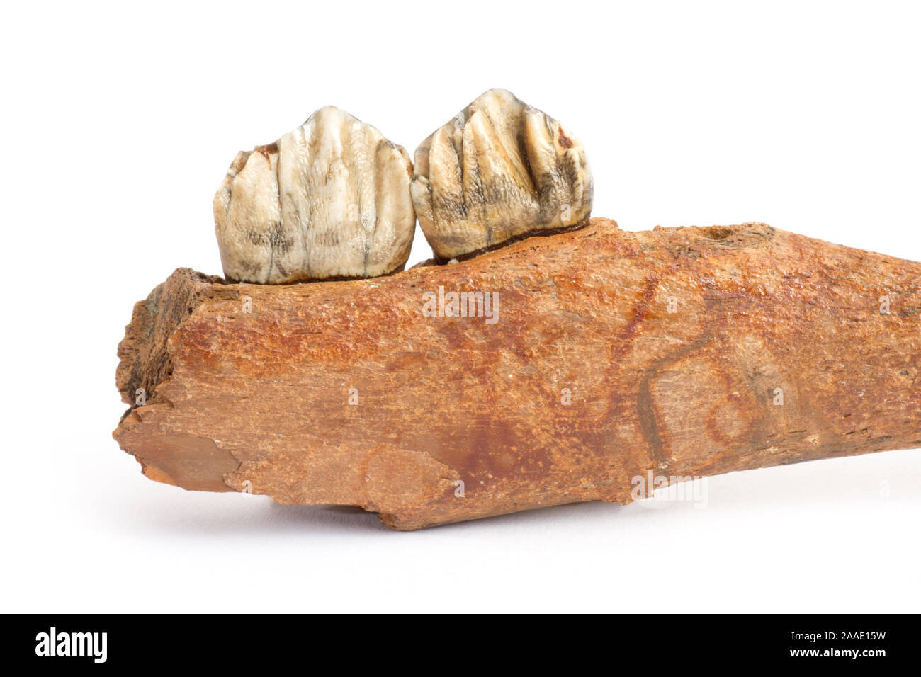 Kiefer eines Riesenhirschs, Megalocerus giganteus germanicus Stock Photo