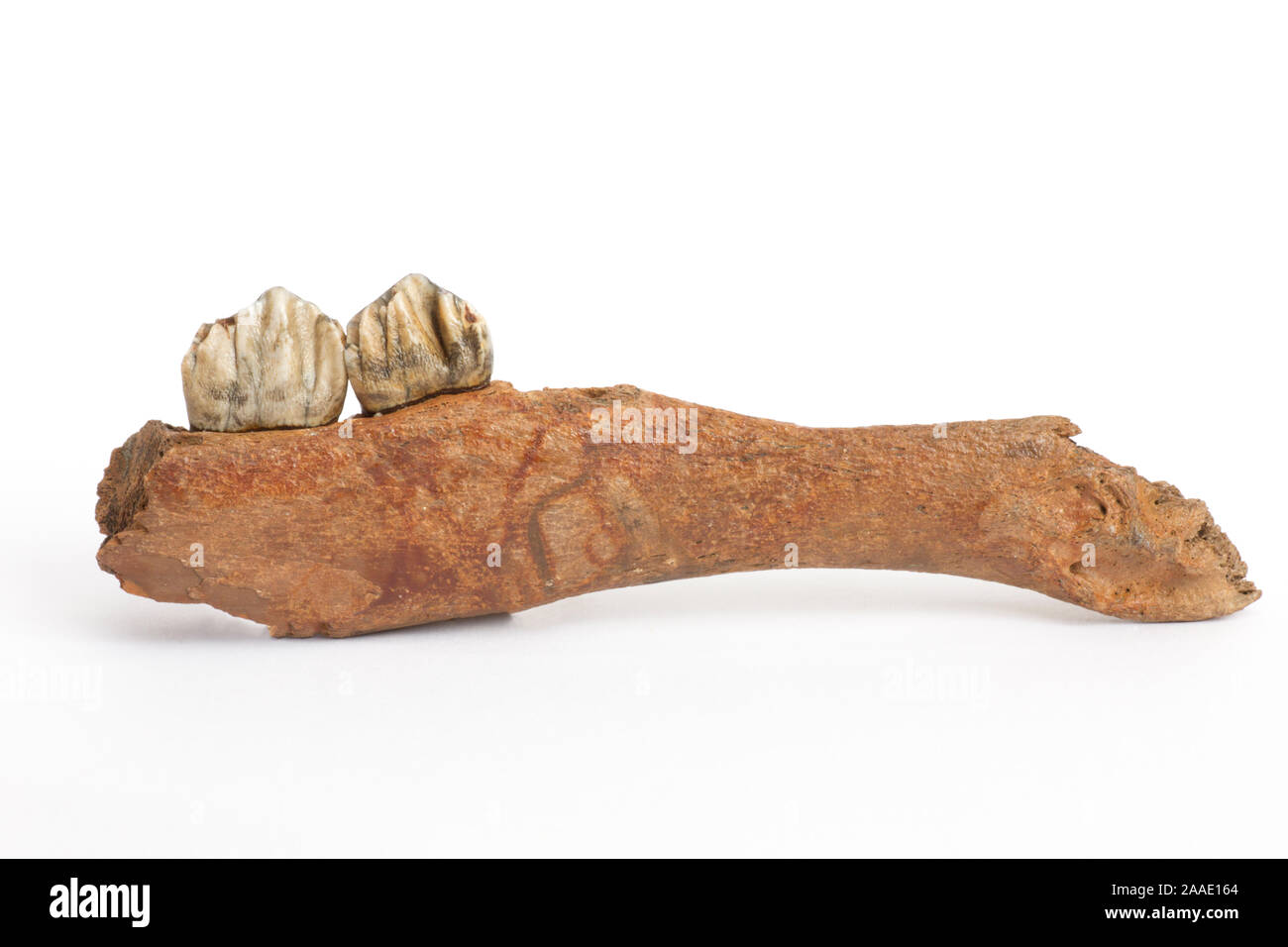 Kiefer eines Riesenhirschs, Megalocerus giganteus germanicus,Mittelpleistozän, Stock Photo