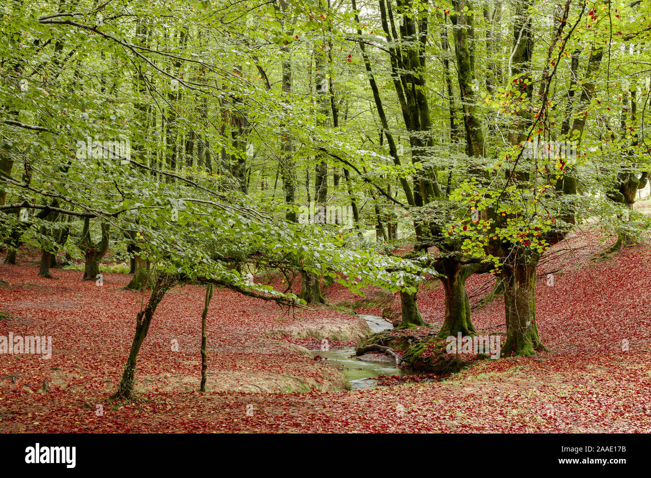 magic forest in the basque country Stock Photo