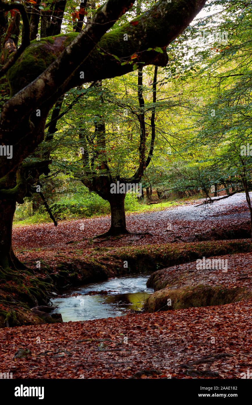 magic forest in the basque country Stock Photo