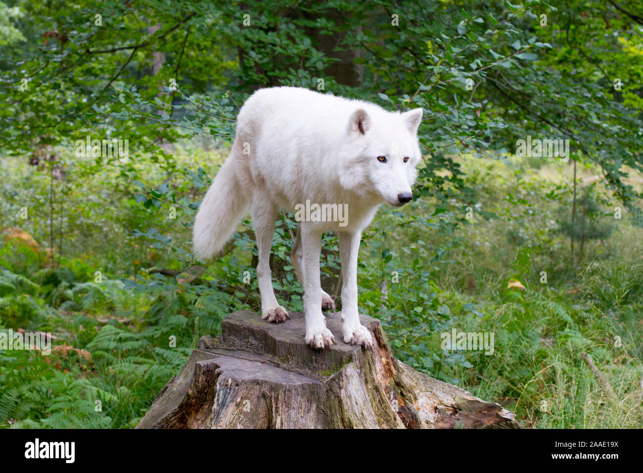 Tundrawolf,Canis lupus albus, bei Veröffentlichung angeben: Wildpark Alte Fasanerie Klein-Auheim Stock Photo