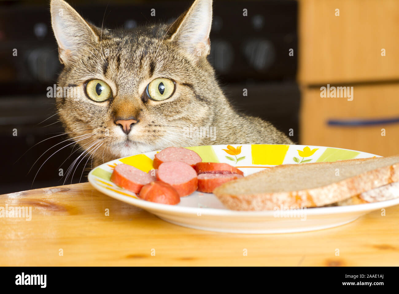 Katze auf Esstisch Stock Photo