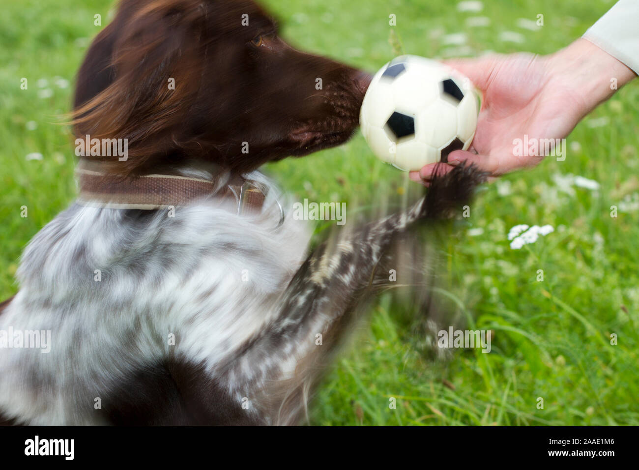 Kleiner Münsterländer spielt mit Ball Stock Photo