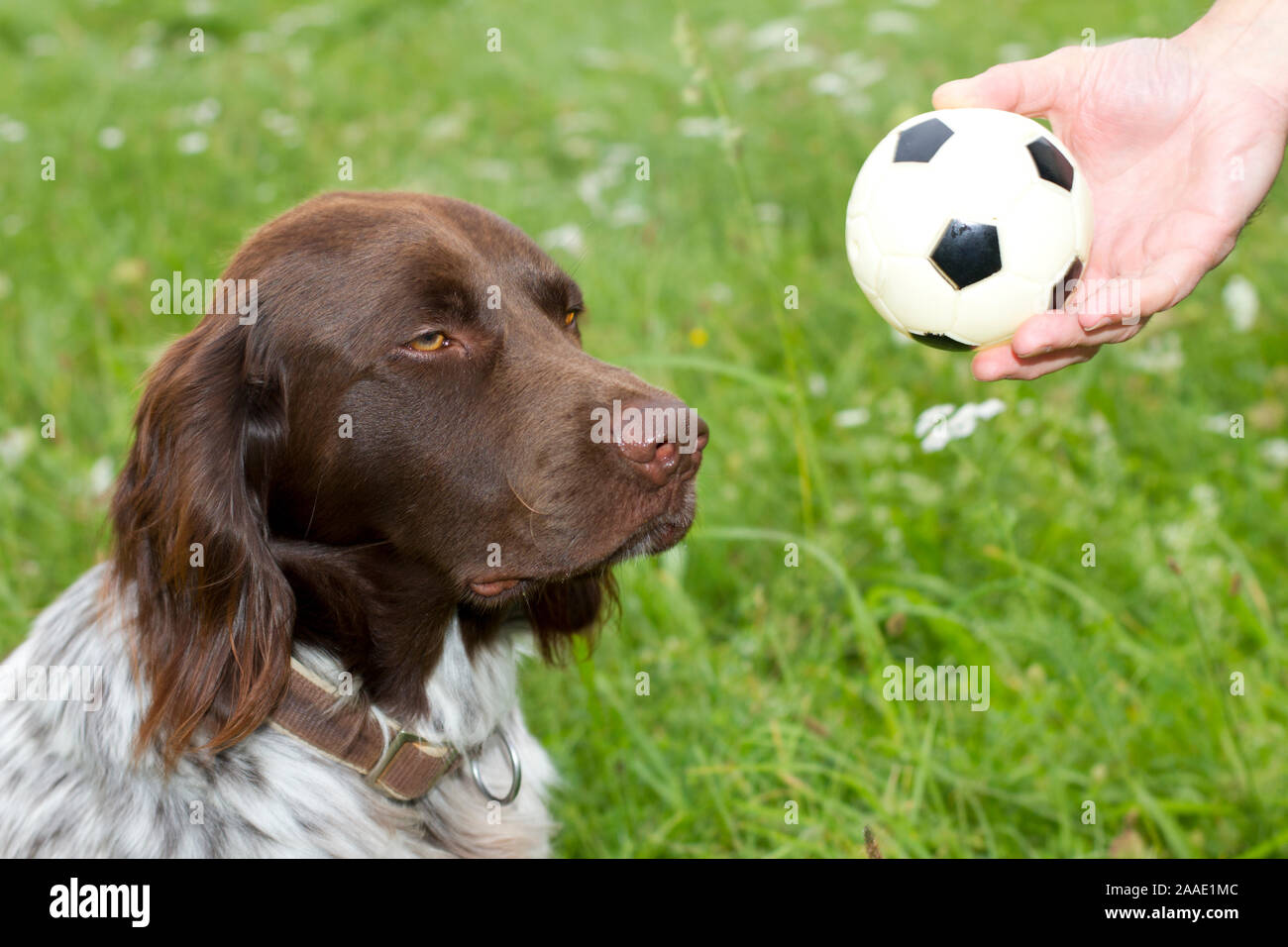 Kleiner Münsterländer ist lustlos Stock Photo