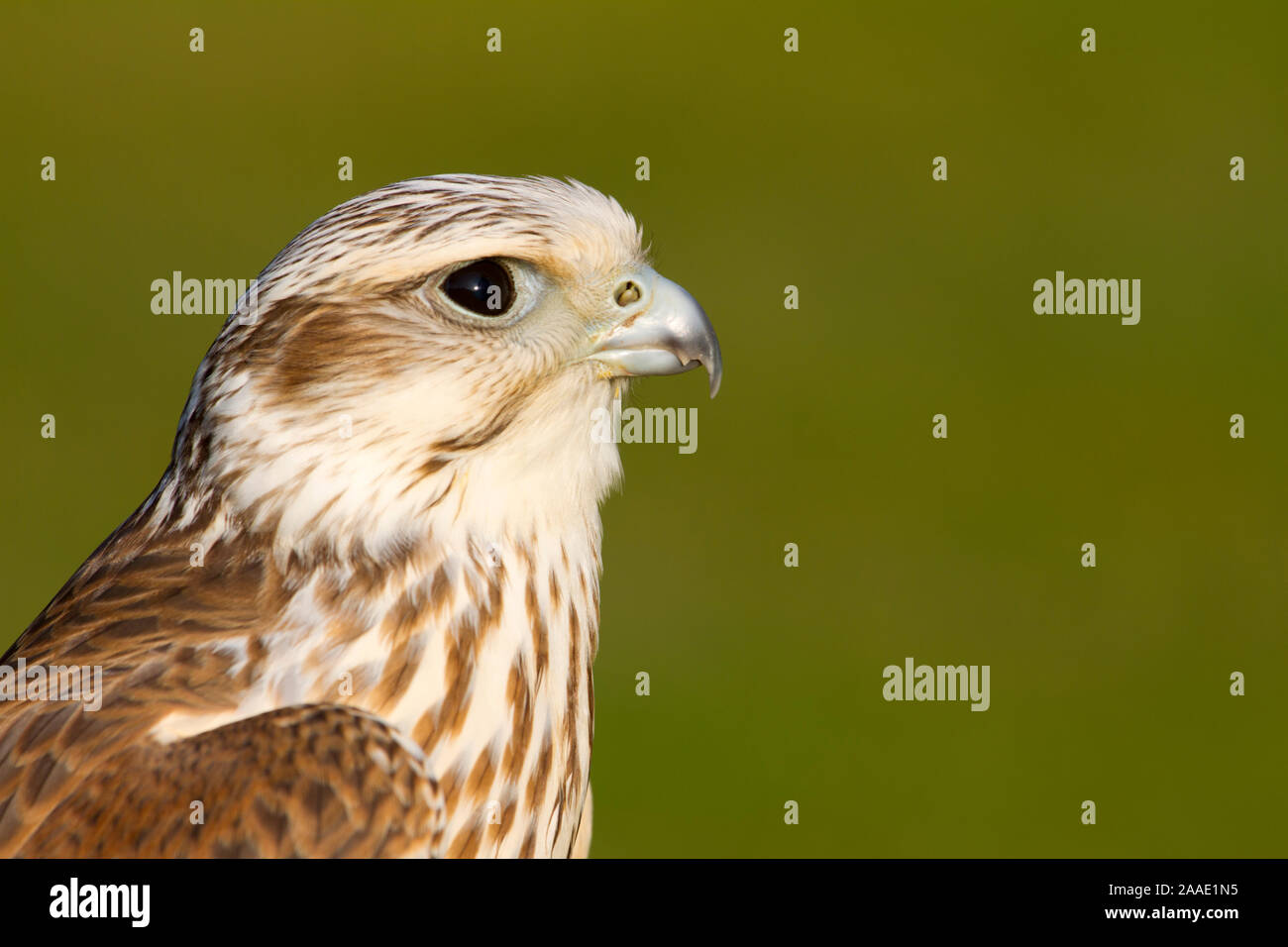 Sakerfalke, Saker oder Würgfalke,Falco cherrug, bei Veröffentlichung angeben: Alte Fasanerie Klein-Auheim Stock Photo