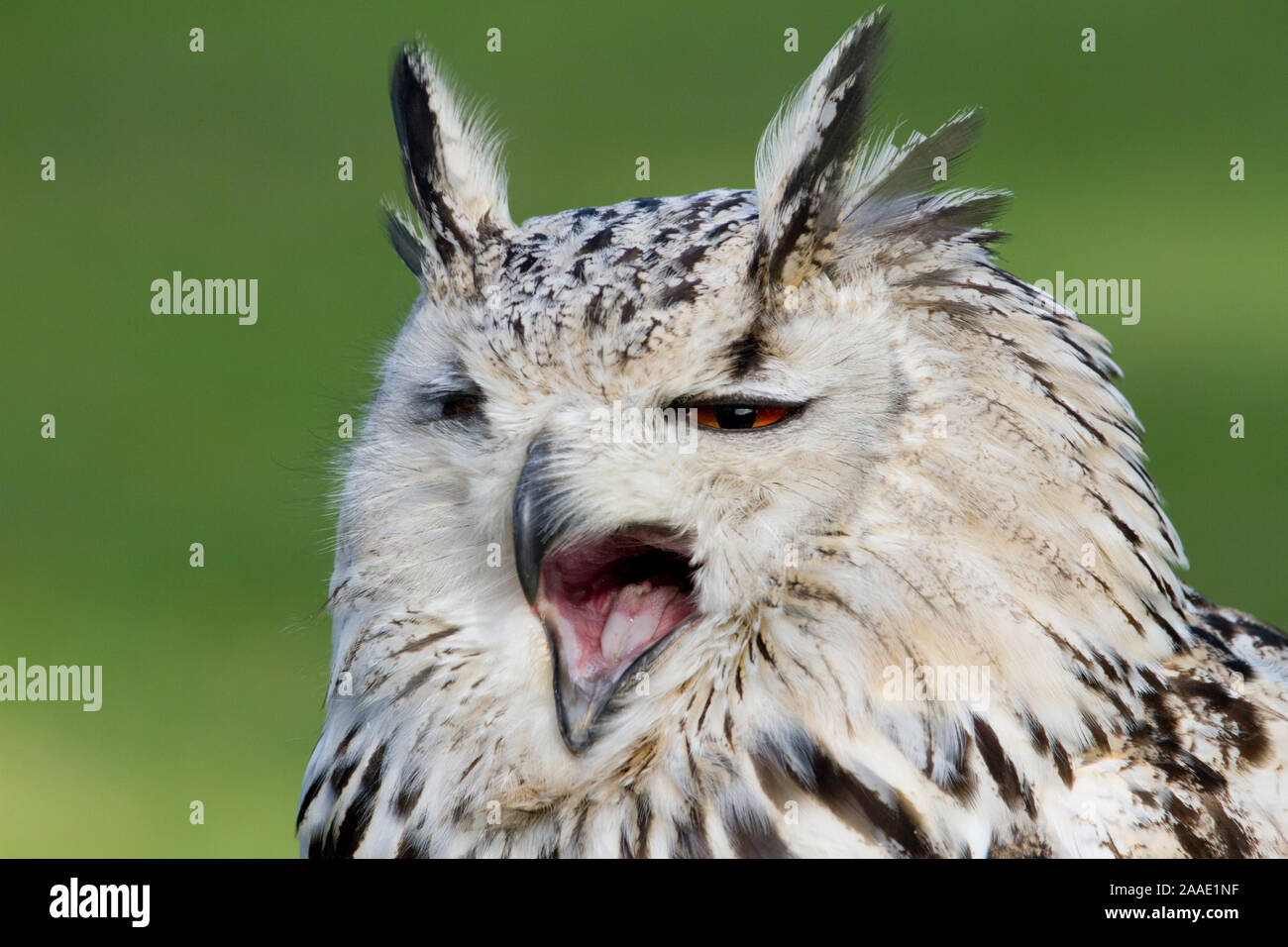 Sibirischer hi-res stock photography and images - Alamy